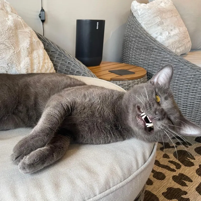 A young large-sized male Gray / Blue / Silver Domestic Short Hair cat named Crowley for adoption in San Diego, CA