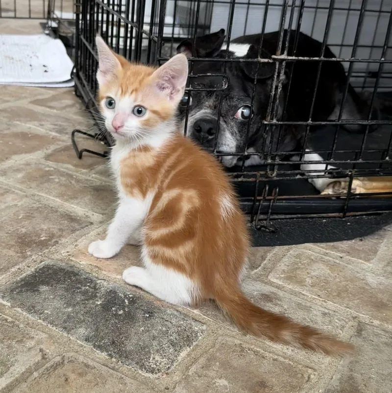 A baby medium-sized male Orange & White Domestic Short Hair cat named Dr Robbie  Riley for adoption in Spring, TX