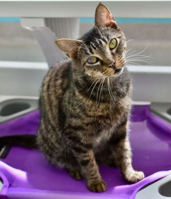 Honey Bean thumbnail 5