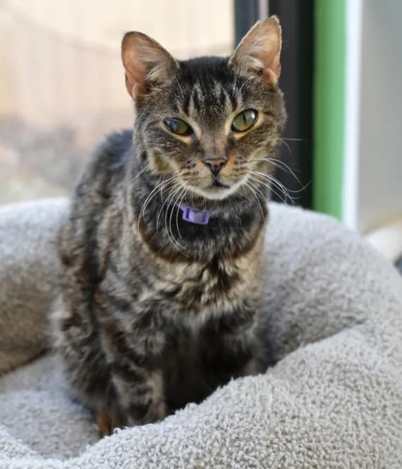 Honey Bean thumbnail 6