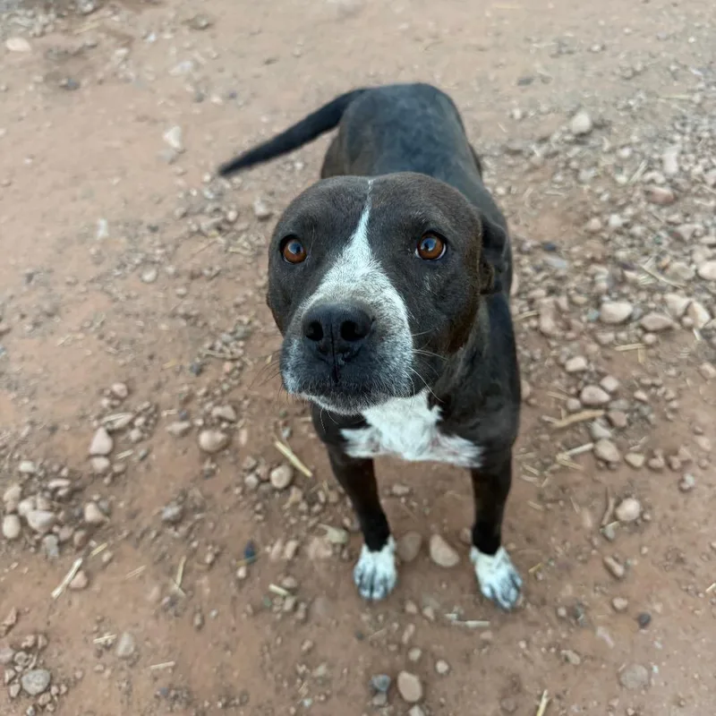 An adult medium-sized female Black Mixed Breed dog named Sweetie for adoption in Moab, UT