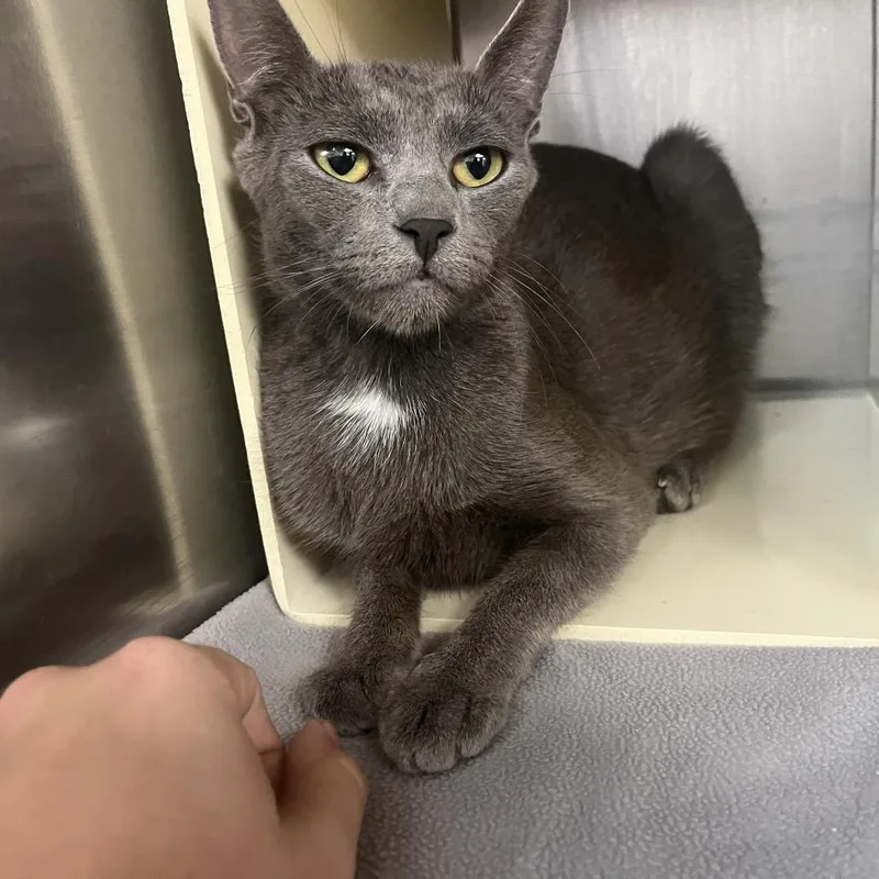A young medium-sized female Domestic Short Hair cat named Janelle for adoption in Newark, NJ