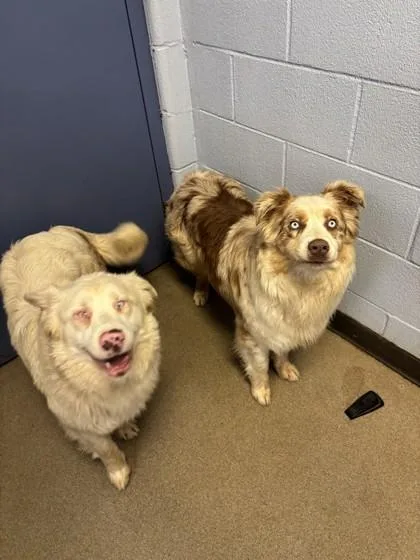 Tilly And Twilly Bonded