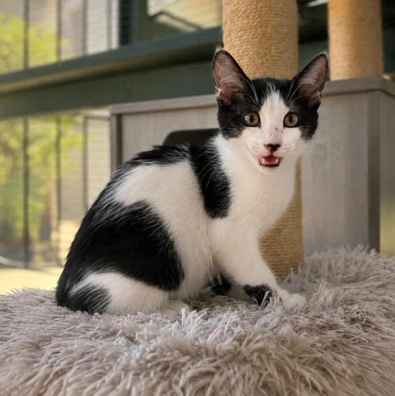 A baby small-sized female Domestic Short Hair cat named Princess Peach for adoption in Lathrop, CA