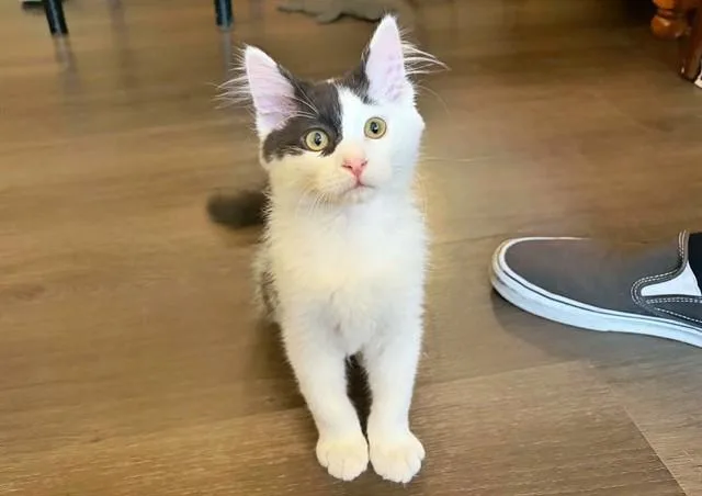 Oliver