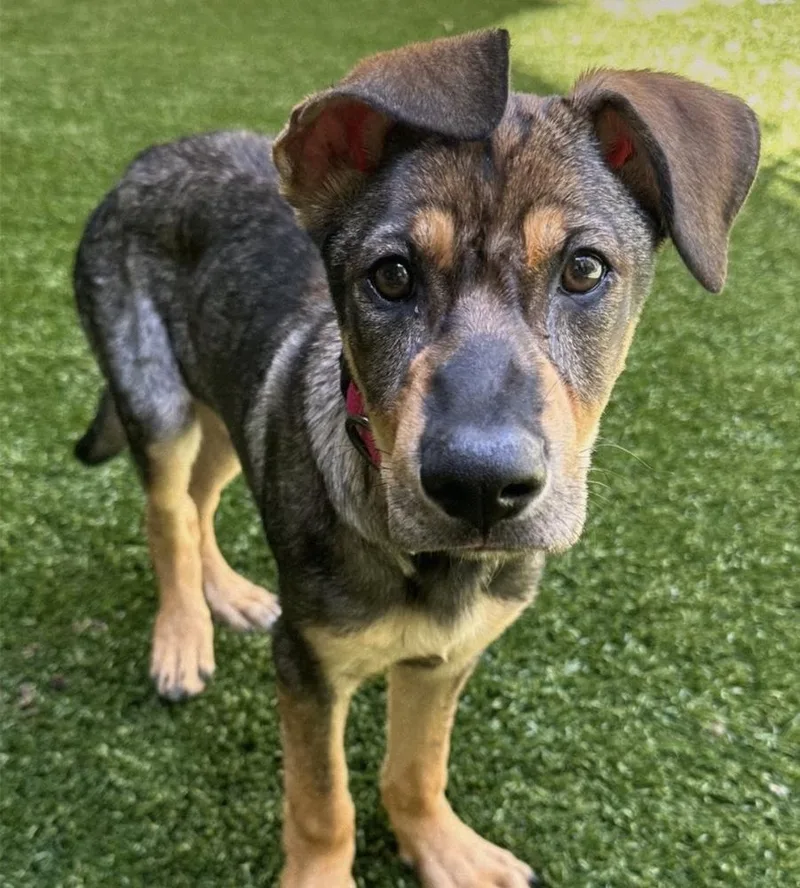 A young medium-sized female Black Shepherd dog named Mira for adoption in Commerce City, CO