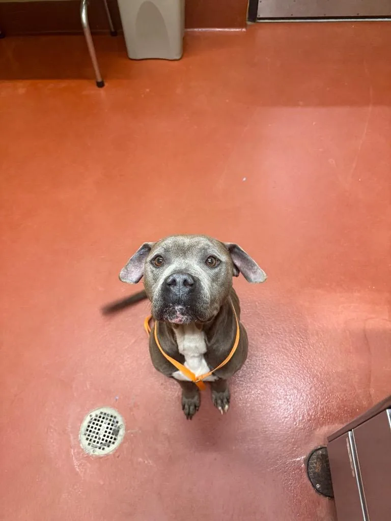 A senior medium-sized male Mixed Breed dog named Grayson for adoption in Douglasville, GA