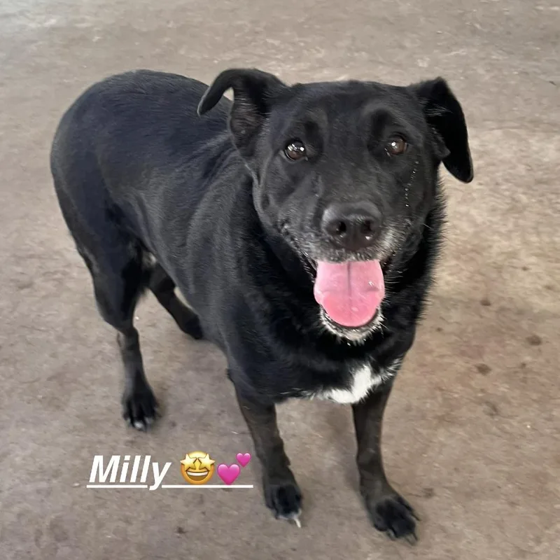 An adult small-sized female Labrador Retriever dog named Millie for adoption in Fulton, TX