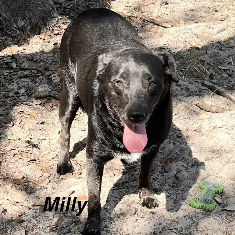 Millie thumbnail 2