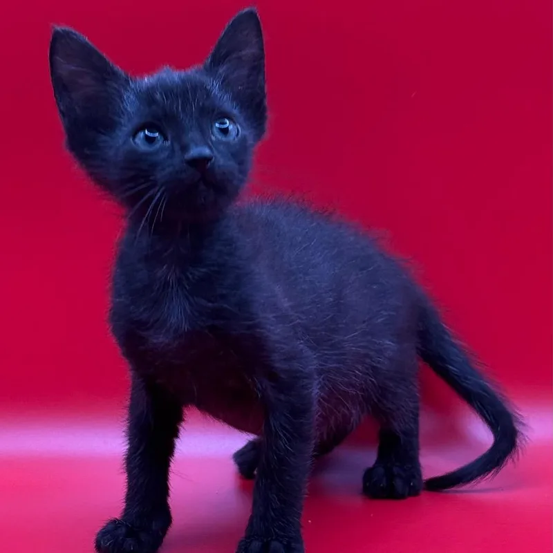 A baby small-sized male Black Domestic Medium Hair cat named Rhapsody for adoption in Los Angeles, CA