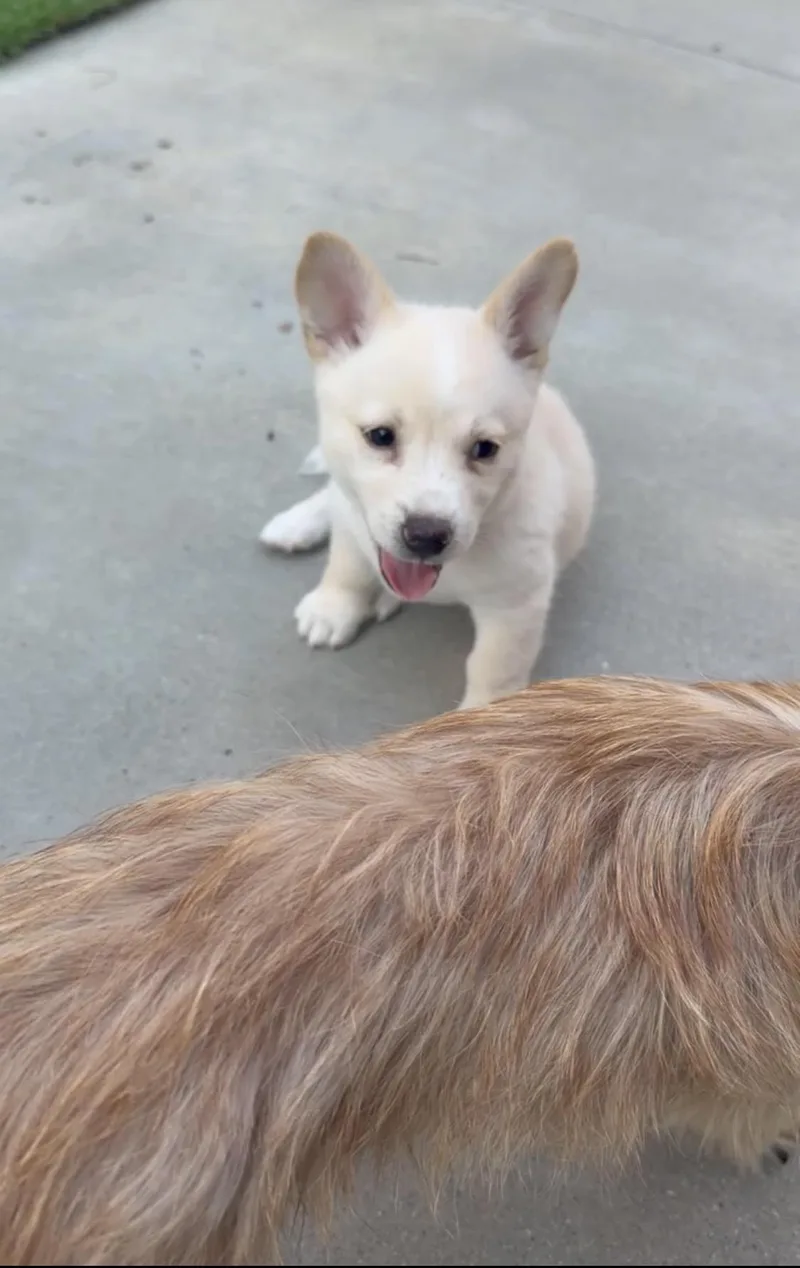 A baby small-sized female White / Cream Corgi dog named Mercedes for adoption in Encino, CA