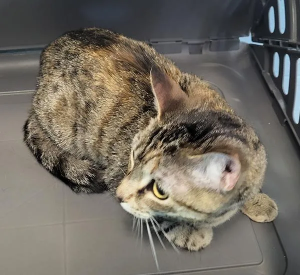An adult small-sized female Domestic Short Hair cat named Pen c Gnocchi for adoption in Lawrenceville, GA