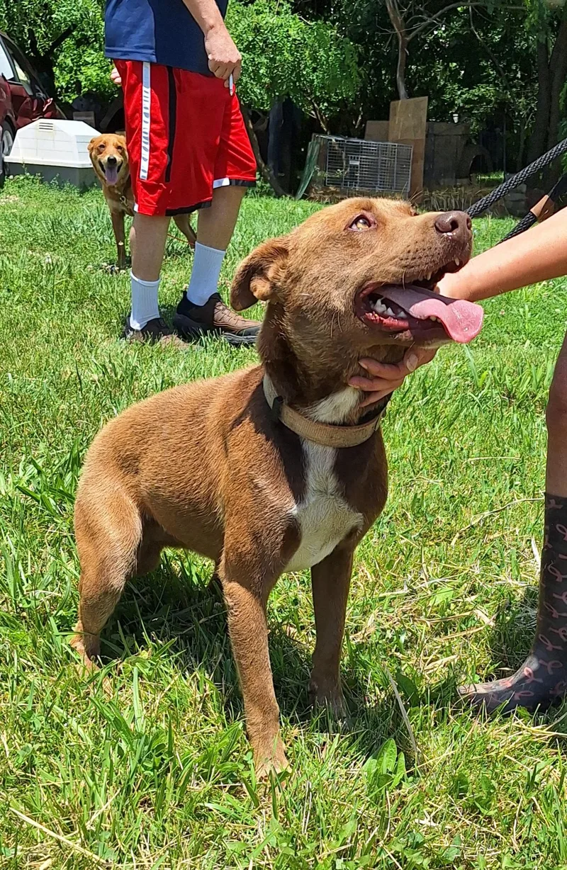 A young medium-sized male Brown / Chocolate Mixed Breed dog named Prince for adoption in Stanton, KY