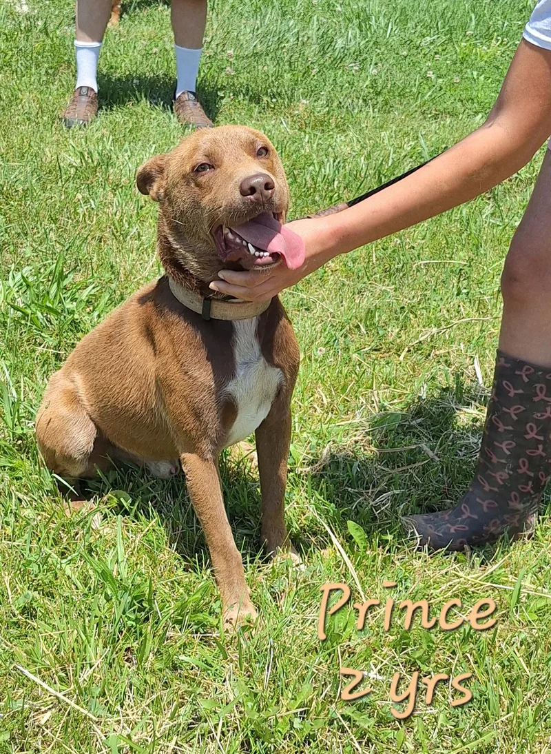 Prince thumbnail 2