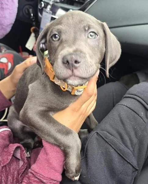 A baby small-sized male American Staffordshire Terrier dog named Streeter for adoption in San Antonio, TX