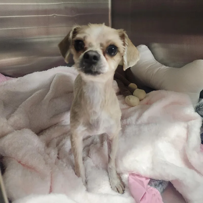 Princeton thumbnail 2