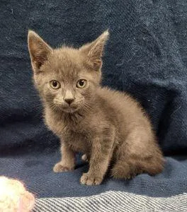 A young medium-sized male Domestic Short Hair cat named Hamlet for adoption in Bucyrus, OH