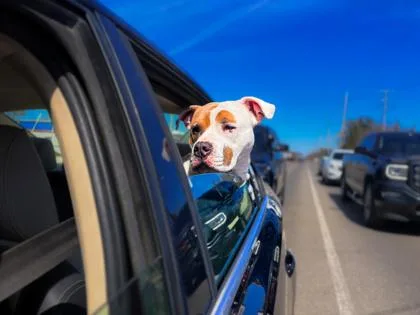 A young medium-sized male Mixed Breed dog named Valentino for adoption in Traverse City, MI
