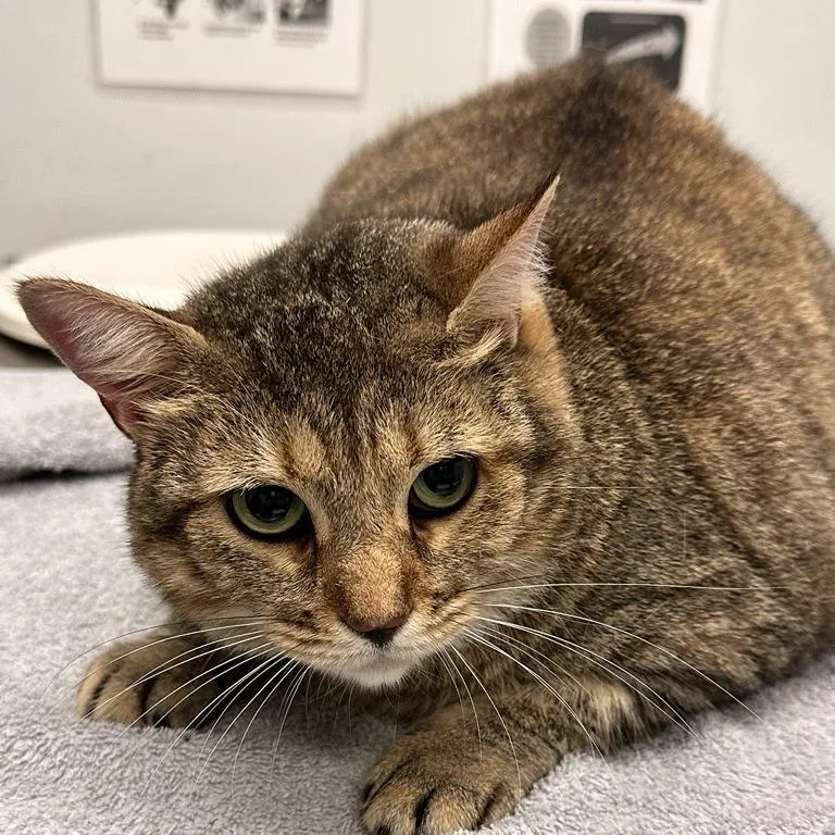 An adult extra large-sized female Domestic Short Hair cat named Fiona for adoption in Jacksonville, FL