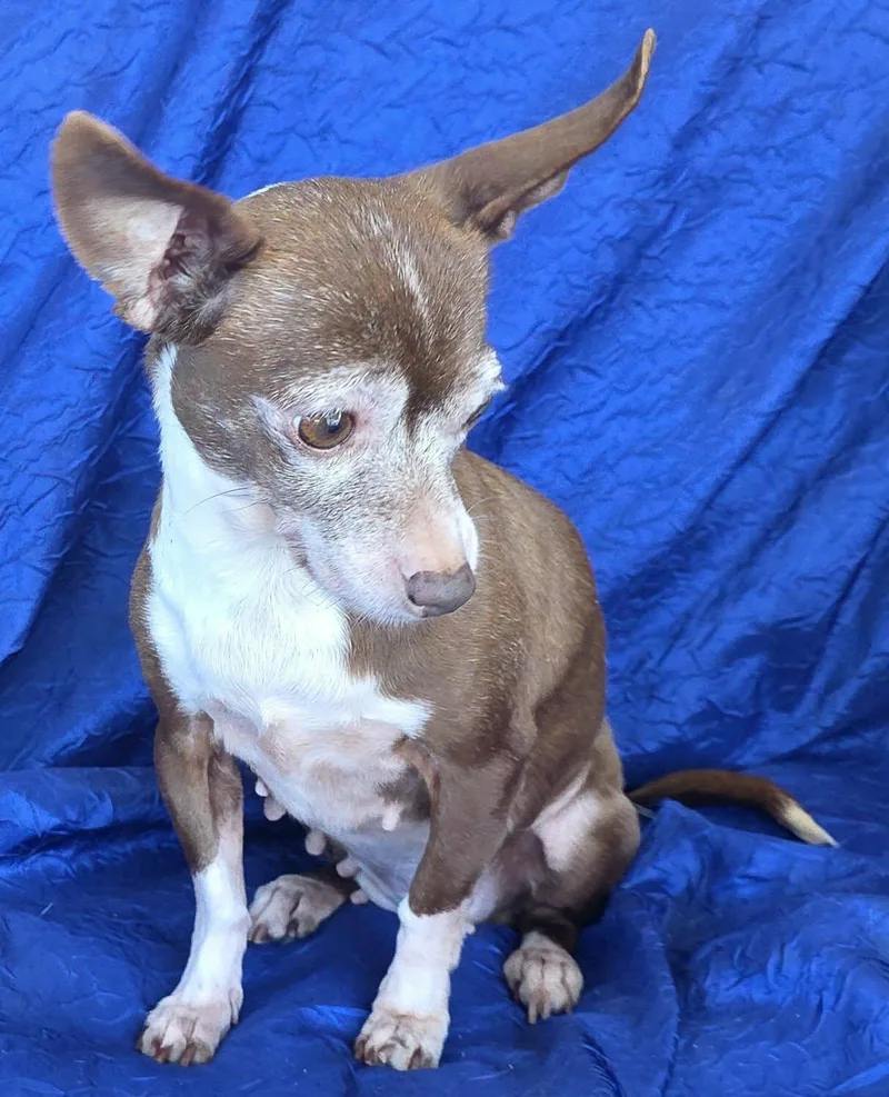 Rita The Chia thumbnail 2