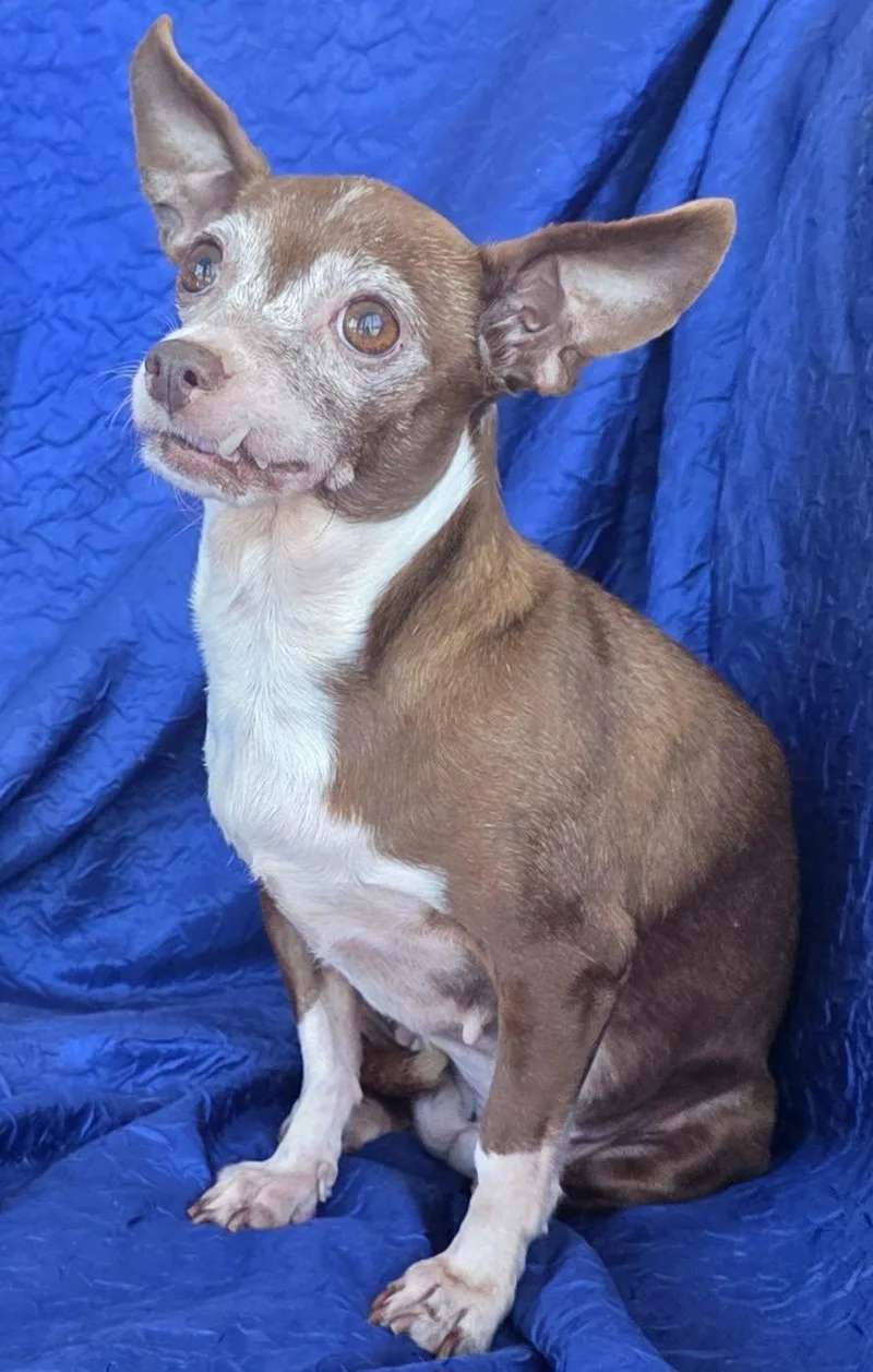 Rita The Chia thumbnail 3