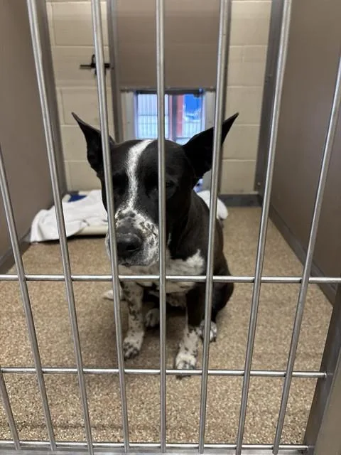 An adult medium-sized male Australian Cattle Dog / Blue Heeler dog named Landry for adoption in Albuquerque, NM