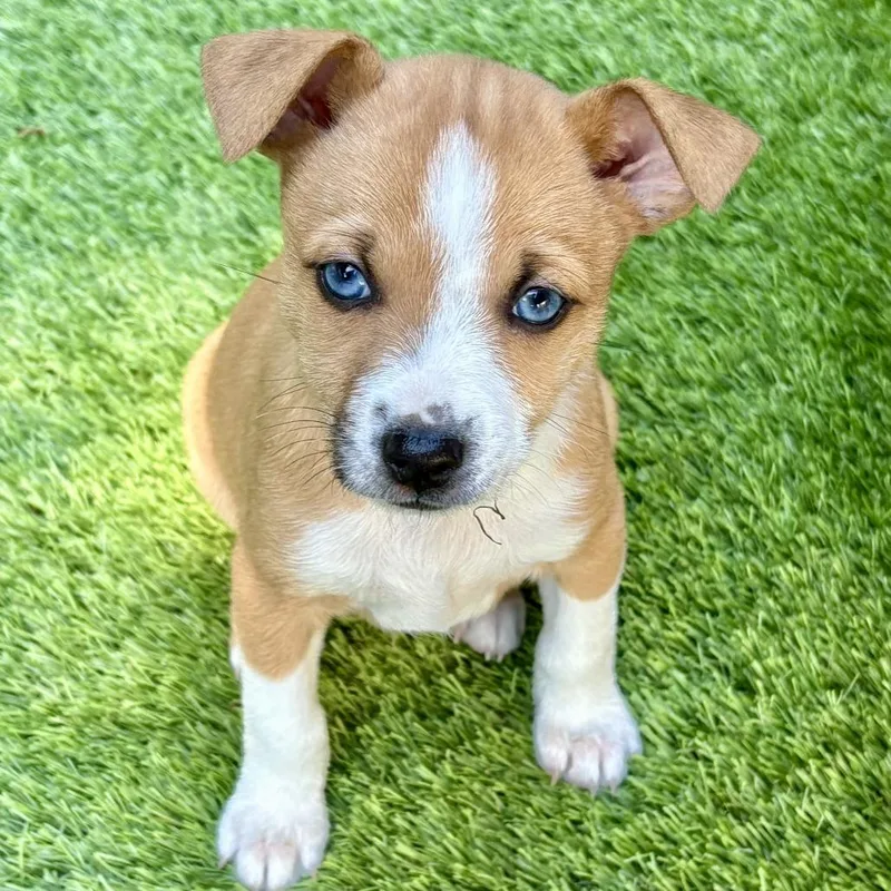 Duke