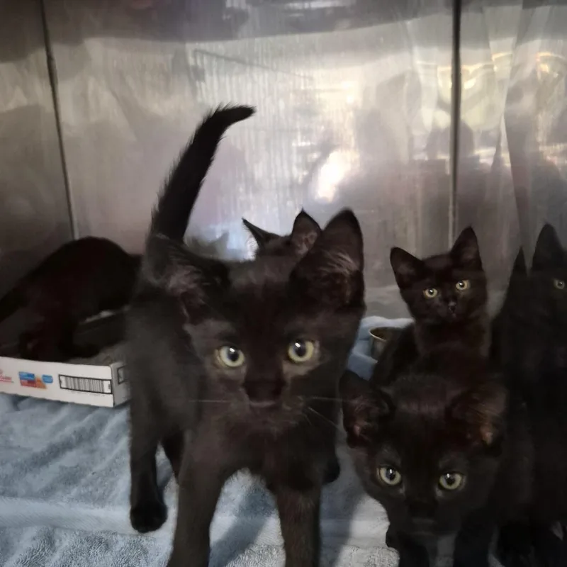 A baby small-sized male Domestic Short Hair cat named salemkGREEN for adoption in Natick, MA