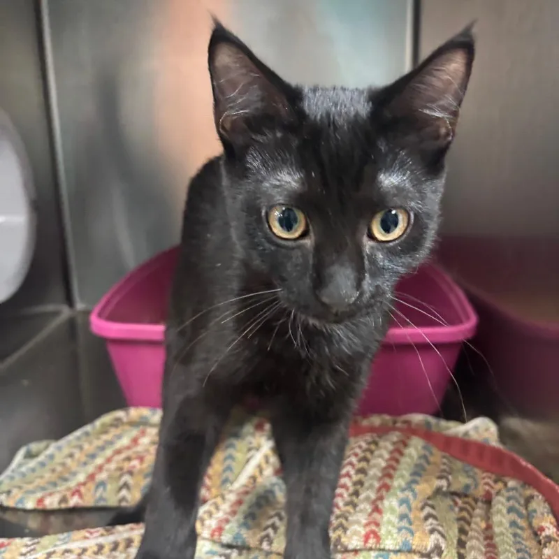 A baby small-sized female Black Domestic Short Hair cat named Fetty Wapurrr for adoption in Lakeland, FL