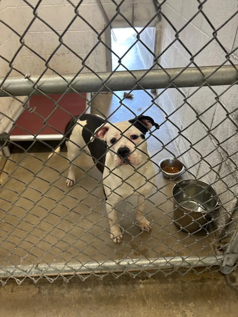 A young large-sized female Pit Bull Terrier dog named Walawala for adoption in Chickamauga , GA