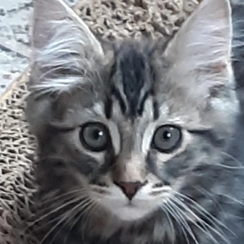A baby small-sized male Domestic Medium Hair cat named Pax for adoption in Buhl, ID