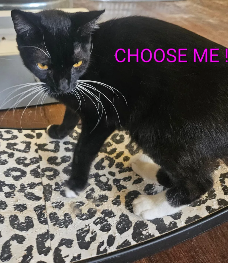 A young medium-sized female Black & White / Tuxedo Domestic Short Hair cat named Bianca for adoption in Orange, CA
