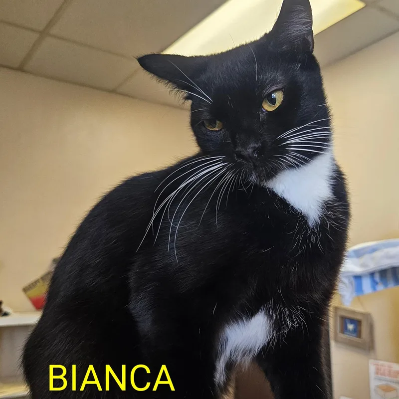 Bianca thumbnail 3