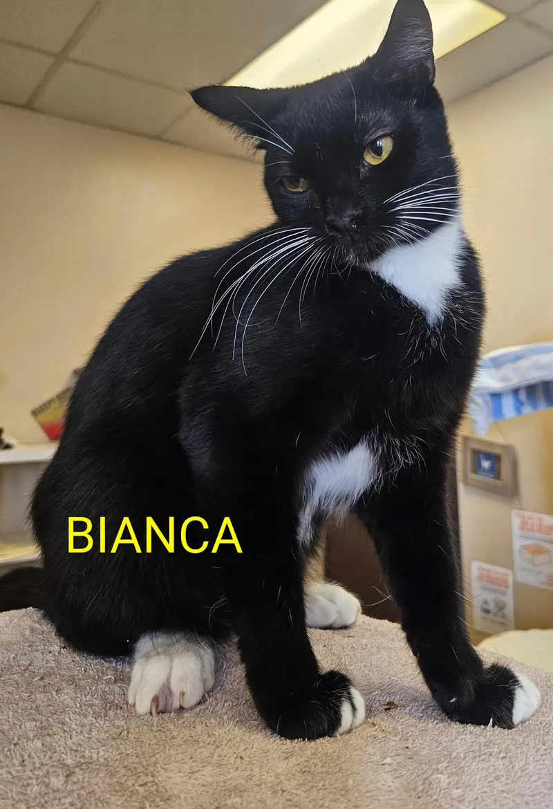 Bianca thumbnail 4