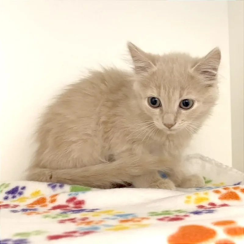A baby small-sized female Buff / Tan / Fawn Domestic Medium Hair cat named Thumbelina for adoption in League City, TX