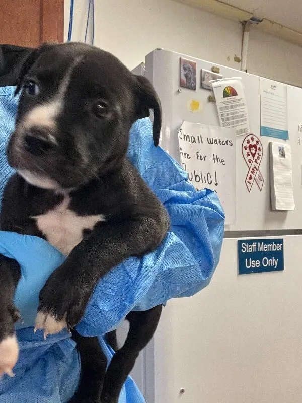 A young large-sized male Black Mixed Breed dog named Roselawn for adoption in Cincinnati, OH