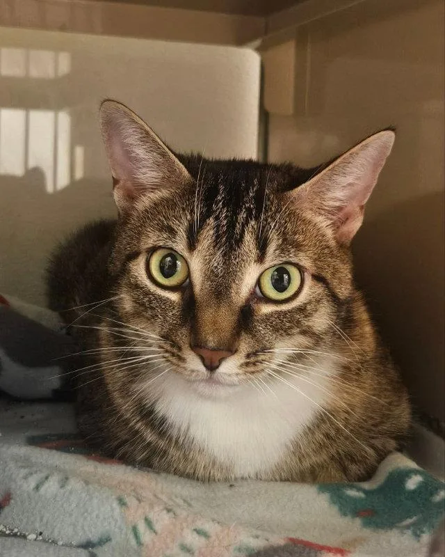An adult medium-sized female Domestic Short Hair cat named Lucy for adoption in Gonic, NH