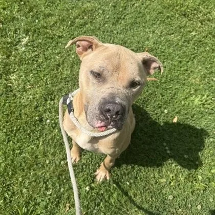 An adult medium-sized male Pit Bull Terrier dog named Ace for adoption in Philadelphia, PA