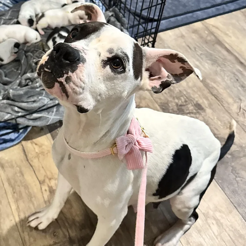 Penelope thumbnail 3