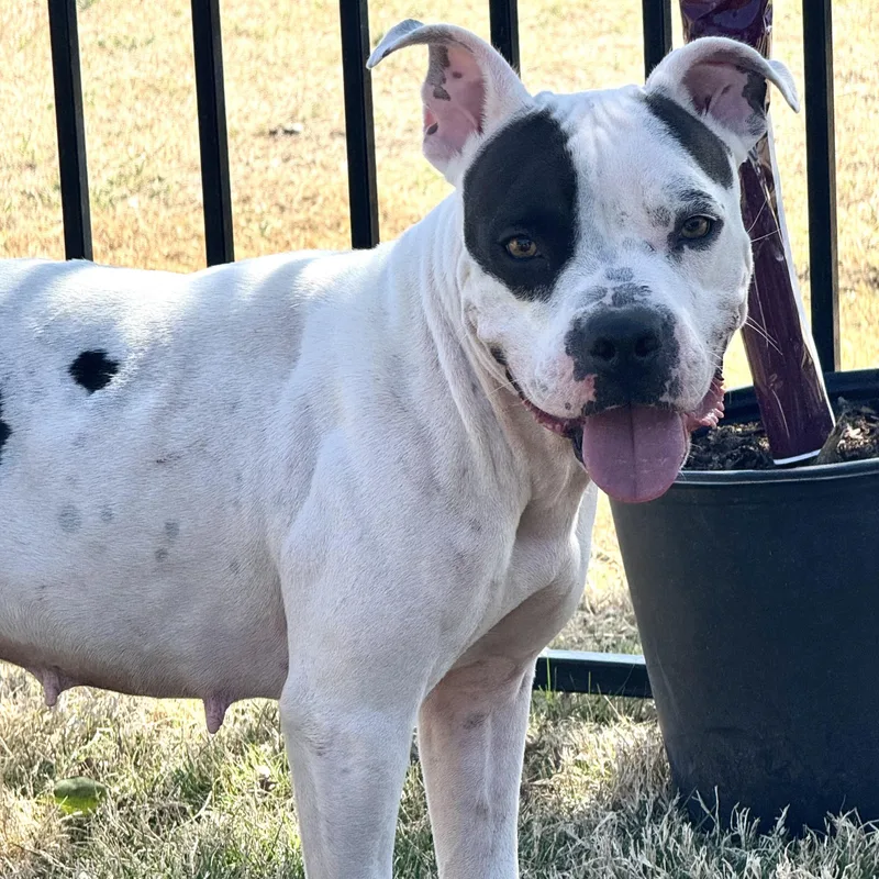 Penelope thumbnail 4