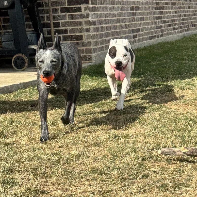 Penelope thumbnail 5