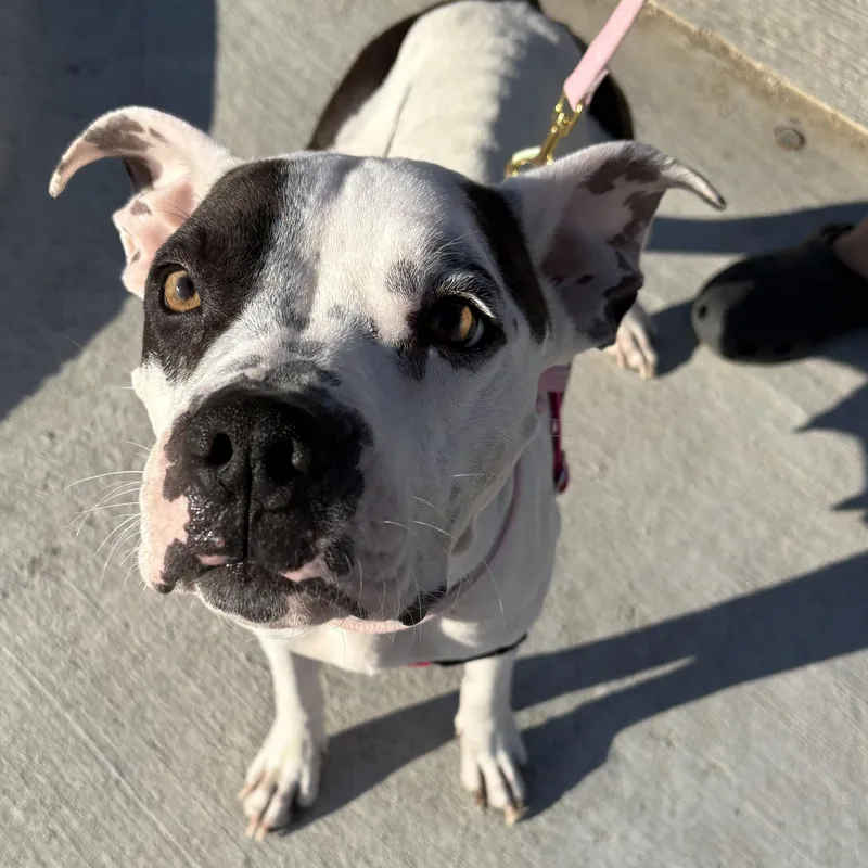 Penelope thumbnail 6