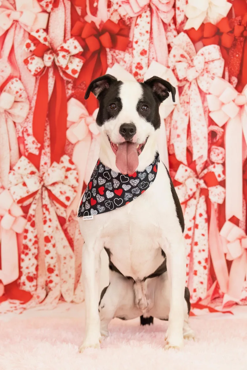 An adult medium-sized male White / Cream Pit Bull Terrier dog named Toad for adoption in Scottsdale, AZ
