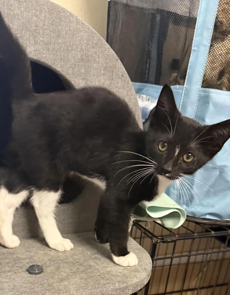 A baby medium-sized male Black & White / Tuxedo Tuxedo cat named Foxglove for adoption in Oakley, CA