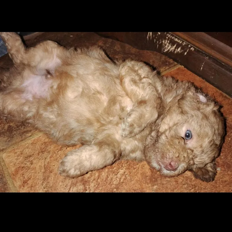 A baby small-sized male Apricot / Beige Miniature Poodle dog named Mr. Piglet for adoption in Fort Smith, AR