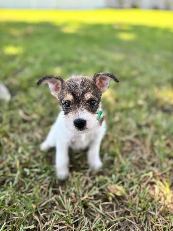 A baby small-sized male Jack Russell Terrier dog named Ace for adoption in Aiken, SC