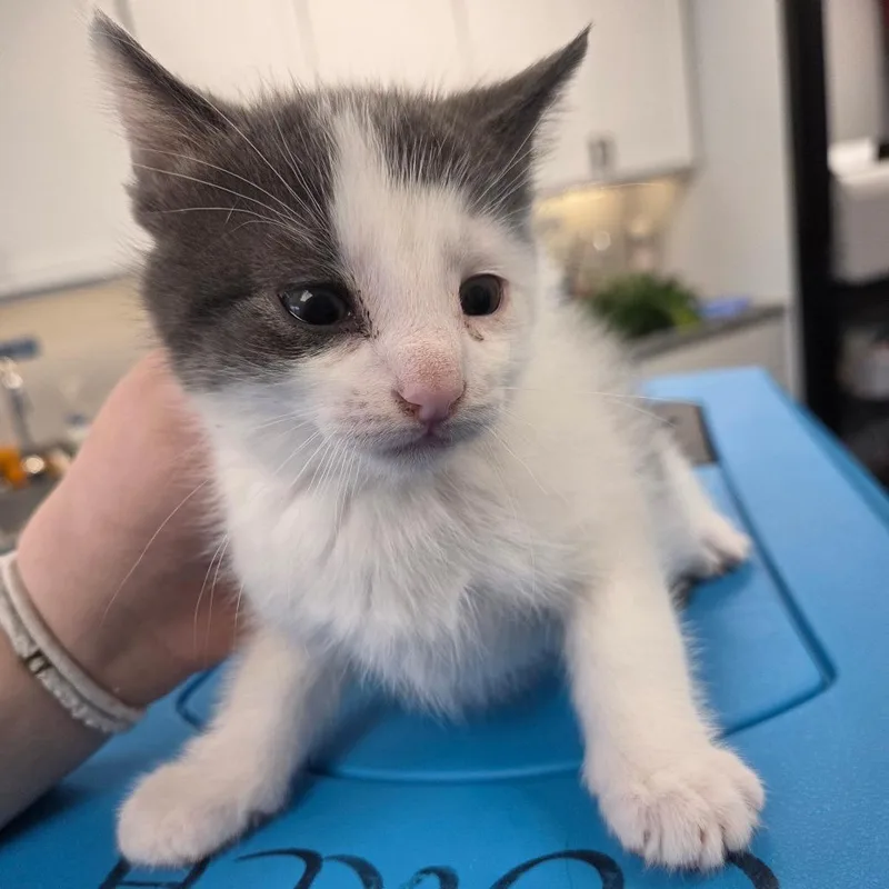 A baby small-sized male White Domestic Short Hair cat named Kiton for adoption in Watertown, NY