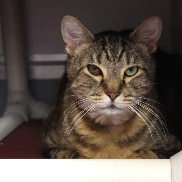 An adult medium-sized male Domestic Short Hair cat named Charles  Bonded Buddy for adoption in Des Moines, IA