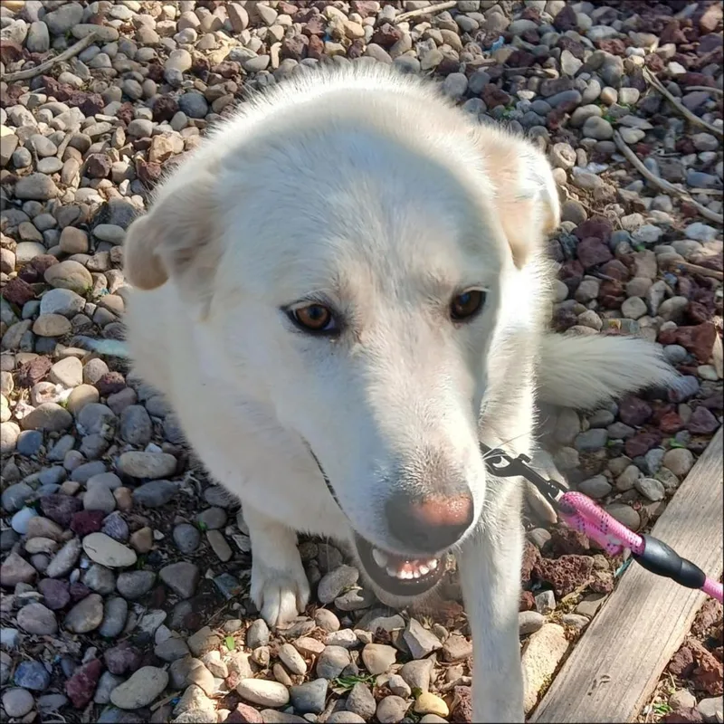 A young large-sized female Labrador Retriever dog named Sadey for adoption in Thompson Falls, MT