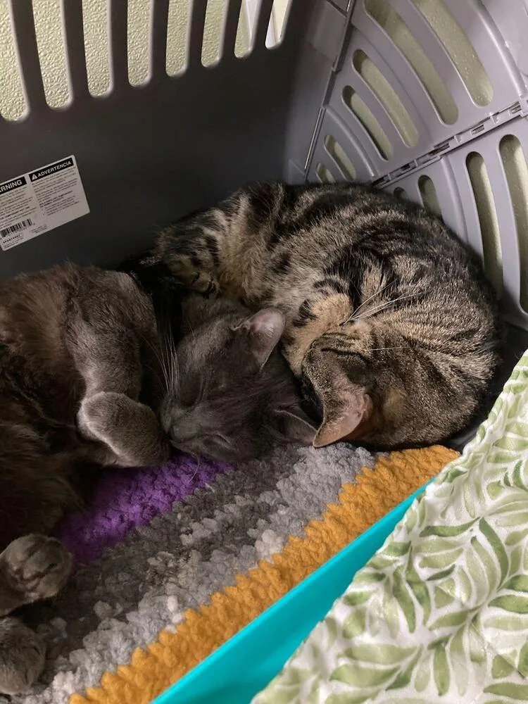 An adult medium-sized male Domestic Short Hair cat named Hall for adoption in Milltown, NJ